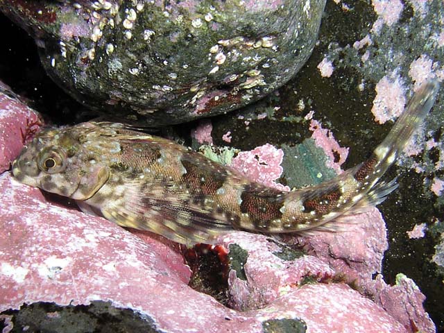 Lepidoblennius haplodactylus